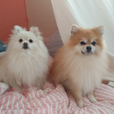 doggykongdung's profile picture. 깔끔치못한 연뮤덕 주인과 포메 2012.07.02(남):이콩 12.10.03~24.05.29(여):이둥 같이 살아가는 이야기 어지간하면 맞팔 동물계 구독 재업로드 하지마세요😭