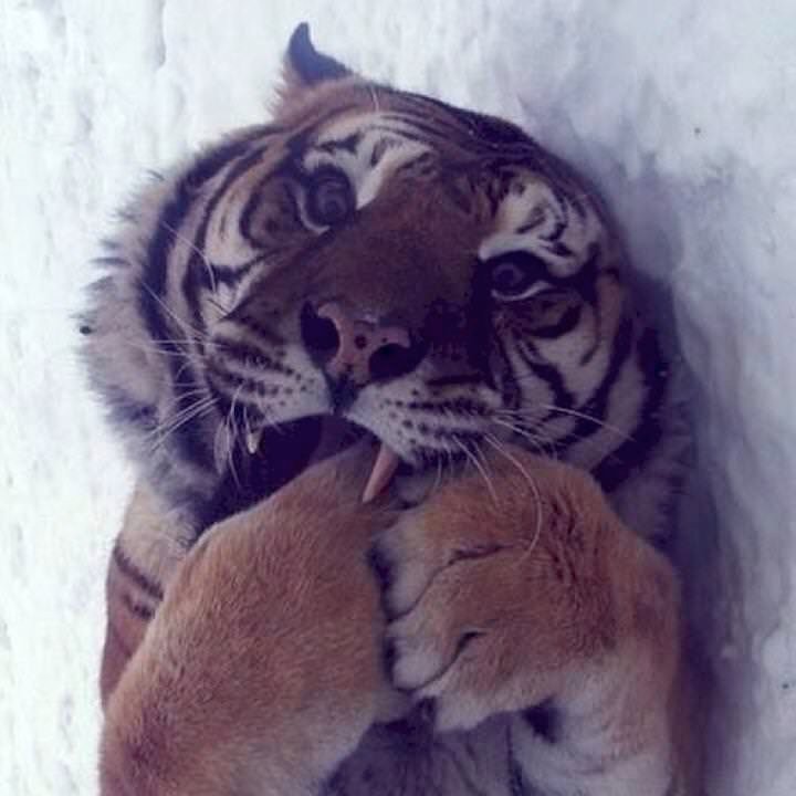 Cato