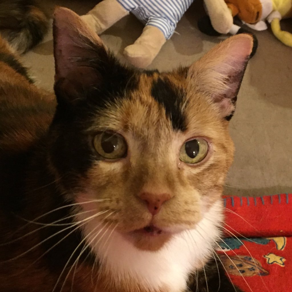 I'm Angela. I will always be in love with Nova my tortoiseshell cat, who crossed the rainbow bridge on 23/2/2018. Adopted mum of Lizzie and Lottie.