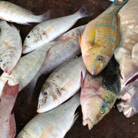 Ruth Davis (@ruth_wow) 's Twitter Profile