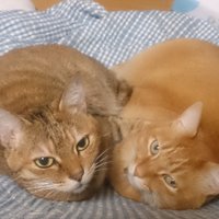 あんどうdy7 (@sinyaando) 's Twitter Profile