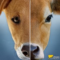 Charley Haroldy Ⓥ🌱🐰🐷🦊🐄 (@haroldycaroldy) 's Twitter Profile Photo Charley Haroldy Ⓥ🌱🐰🐷🦊🐄 (@haroldycaroldy) 's Twitter Profile Photo