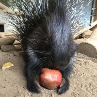 Mill Mountain Zoo(@MillMountainZoo) 's Twitter Profile Photo