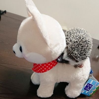 breon_gg's profile picture. 世の中金。ろぴシリーズが血反吐が出るほどすき。すみれちゃん愛が止まらない卍卍
#RO待機勢