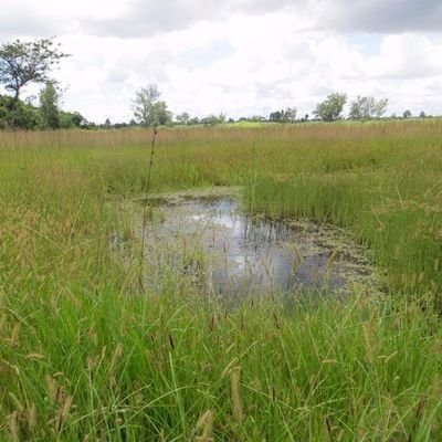 Harare_Wetlands's profile picture. HWT represents Civil Society orgs, Resident Ass & Citizens advocating for the preservation of Harare's wetlands to secure water provisioning for the City