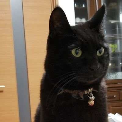 kuroネコ (@03110615kuro) / Posts / X