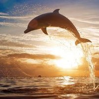 Funkibloo (@funkibloo) 's Twitter Profile