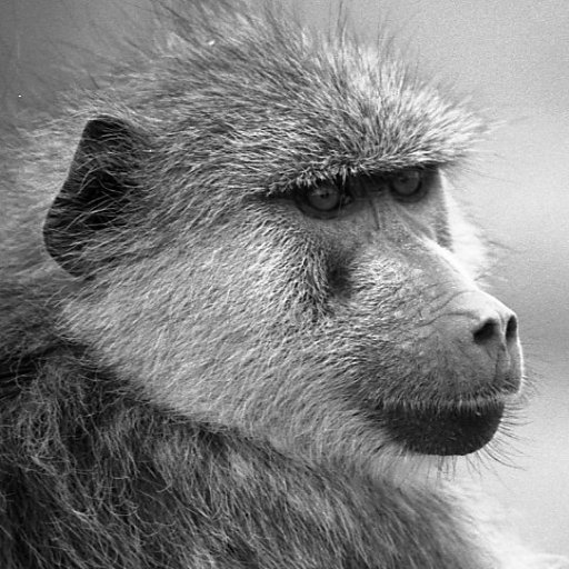 The official Twitter feed for the Amboseli Baboon Research Project!