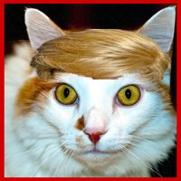 Ira Blacker (@irablackertrump) 's Twitter Profile