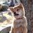 sonacirema's profile image