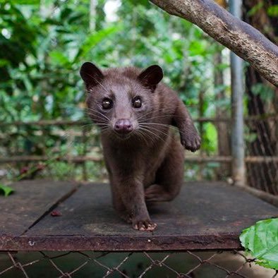 The Cage Free Coffee Association is campaigning to support and encourage people to only buy cage free coffee.