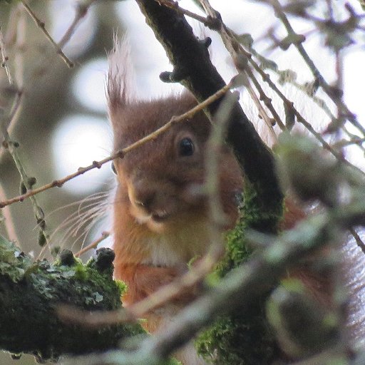 A small group trying to conserve Red Squirrels in the Sedbergh area. We aim to raise public awareness and encourage Red Squirrel conservation.