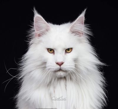 Graphic designer, photographer, catlover and Maine Coon breeder. I am located in Greece and I breed healthy, beautiful and well socialized Maine Coon cats!