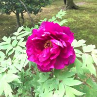 牡丹 (@botansoul) 's Twitter Profile