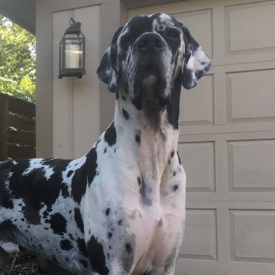 Dogue Allemand Mp Dogueallemand49 Twitter