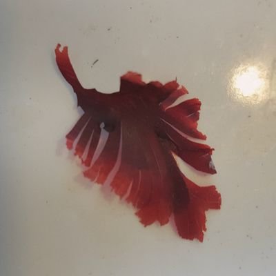 Kuonrat's profile picture. 