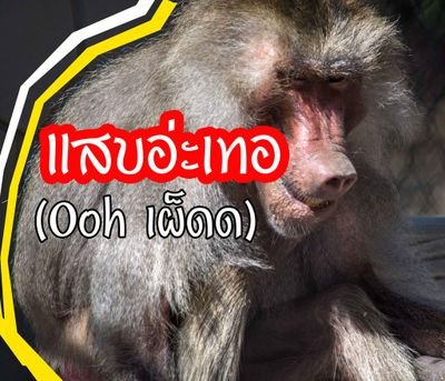 แสบอ่ะเทอ (Oohเผ็ดด)
เพจคลายเครียด เหมาะกับทุกช่วงอายุ
มิงจะโสด จะมีคู่ จะมีกิ๊ก ก็มา Follow และ Retweet ด้วยนะคะ
● โอ๊ยเบาๆนะเทอ เราแสบอ่ะ :p