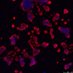 Gardiner Group (@planetplatelet) Twitter profile photo Gardiner Group (@planetplatelet) Twitter profile photo