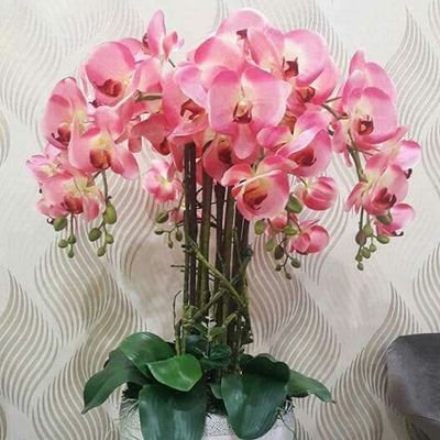 zazahanim's profile picture. 😍