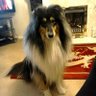 DeniseDennyp342's profile picture. Anti EU "know what I voted for" Hull FC fan. Hate animal cruelty. Hypocritical leftie libs & celebs do 1  #NeverStarmer #NeverLabour #FarRightThugsUnite