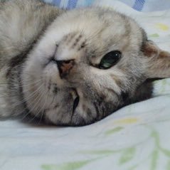 chopin_にゃんまっしぐら🐶🙀🙀さんのプロフィール画像