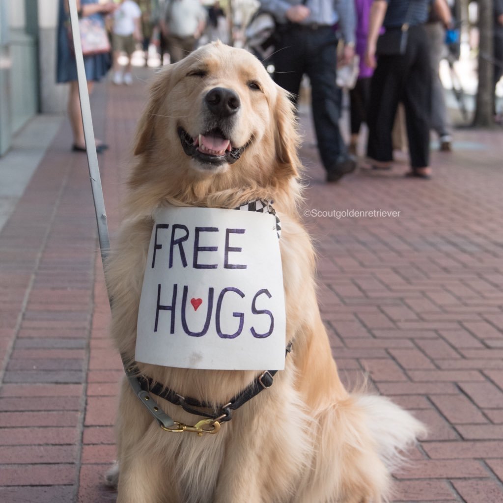 Dog who changed the world one “Free hug” at a time! #ScoutHugs 🌈 Archie adopted 2/17/22 https://t.co/LYjDLATlQ2