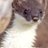 Image de profil de PetitefouinefuT