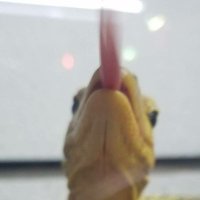 ジョージ (@ajq76wtoyzg0hqe) 's Twitter Profile
