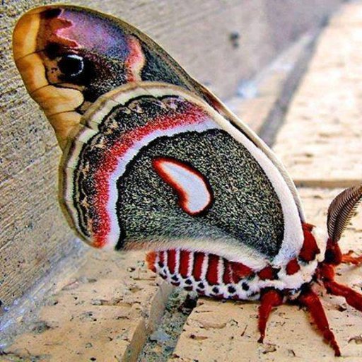 ine_poulin's profile picture. 