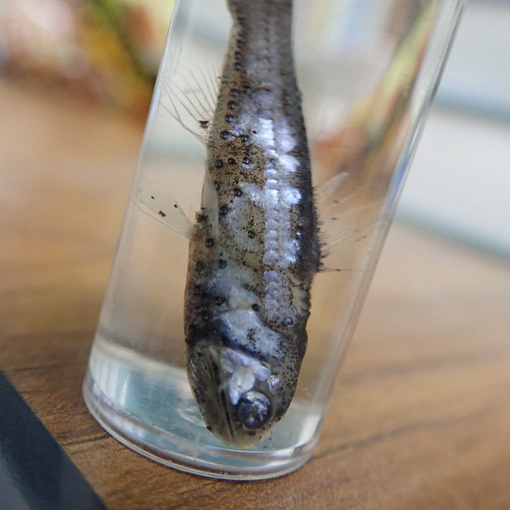 Go6gxVZbhvGYTht's profile picture. ちょっとボラ捕りに行ってくる