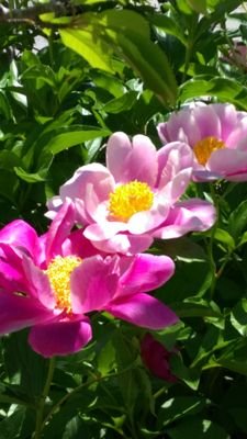 karyou25's profile picture. 主に2.5俳優応援用。たまに取引用。
イミリミ佐伯亮くん最推し。

取引用:30↑社会人。うたプリ/セシル。ブルロ/玲王。
手渡しは池袋〜さいたま