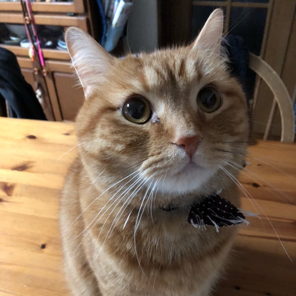 chibaSO808's profile picture. 札幌生まれ、千葉県在住です。声が聞こえましたら、よろしくお願いします(^_^) 🐈 JJ1WNB