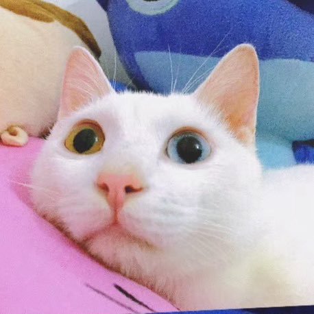 ghouuihong's profile picture. 