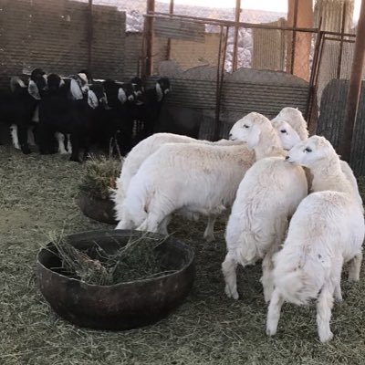 ms121312134's profile picture. ا