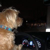 doreen clementi-hill (@dchill1211) 's Twitter Profile