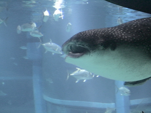 scuba diving, free diving, wetsuits, catsuits, rubber,etc
水の中、面白いもの、変わったもの好き。