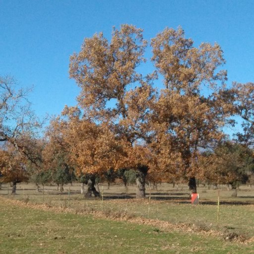 Fmarcos9's profile picture. Ecologismo, pacifismo y municipalismo