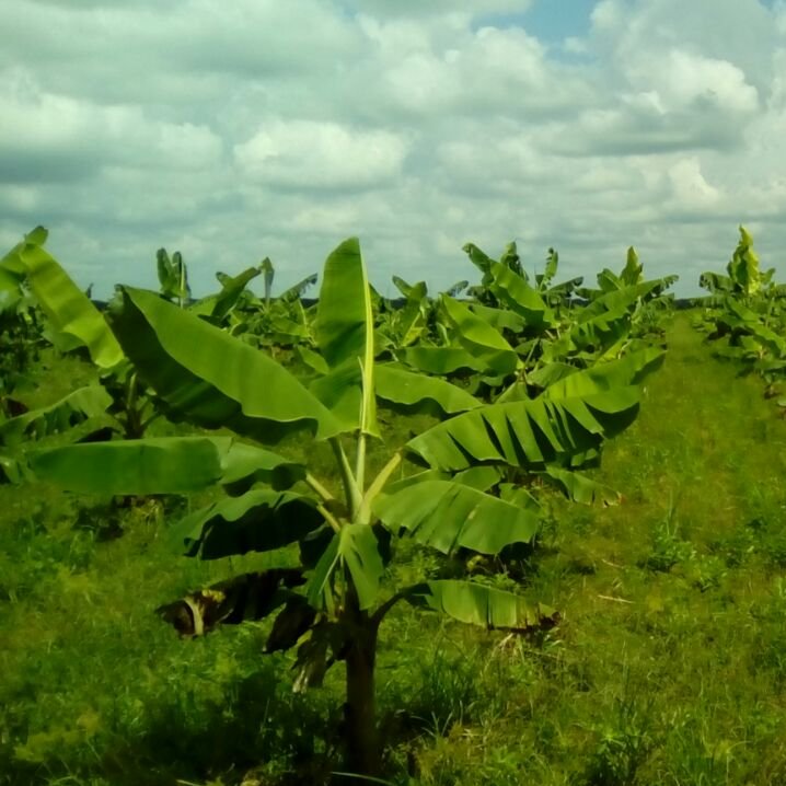 PMORALESH62's profile picture. Agricultor por vocación, invadido, saqueado y amenzado como muchos otros productores agrocupecuarios venezolanos, que aún clamamos justicia.