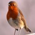 Living Limerick (@living_limerick) Twitter profile photo Living Limerick (@living_limerick) Twitter profile photo
