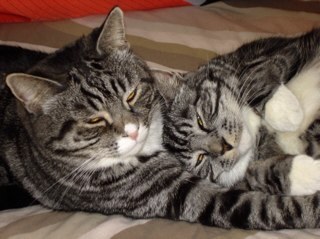 CatalogueMen's profile picture. Our names are Toby & Jack and we are brothers. Jack likes sunbathing and Toby likes a game of football and we both love our white bellies being rubbed ...