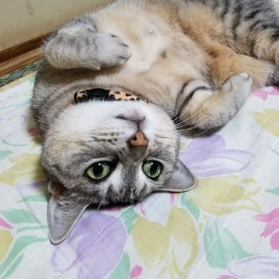 mappy_kcats's profile picture. 音楽と猫とバイクが大好き