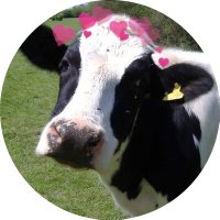 Cows with Hearts (@cowswithhearts) 's Twitter Profile