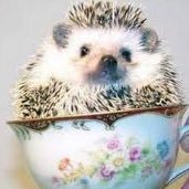 Tipsy Hedgehog (@tipsyhedgehog1) 's Twitter Profile