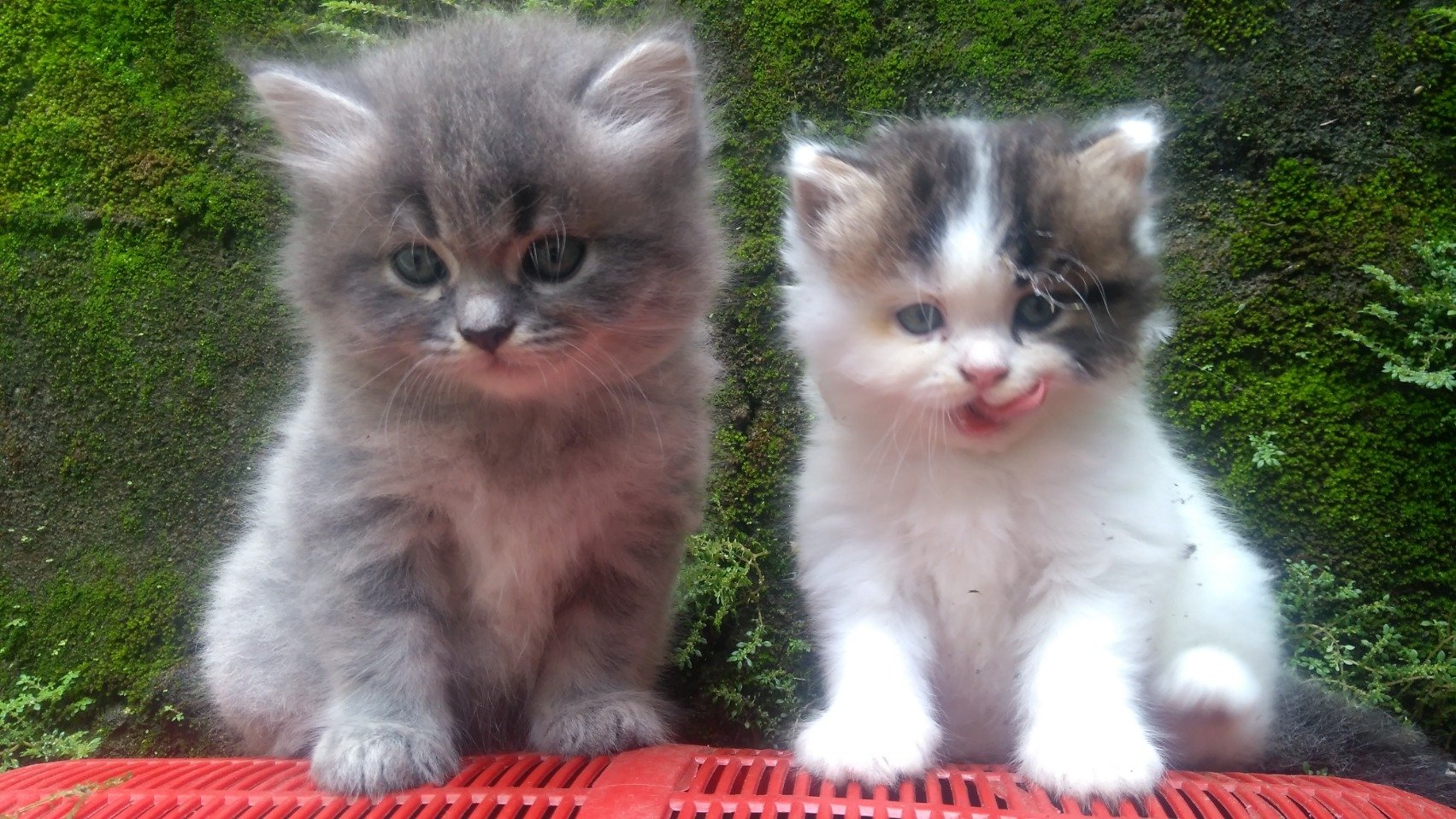 IstiNugroho's profile picture. 