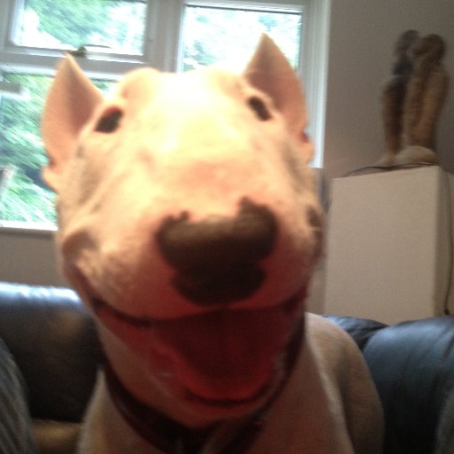 A (very) mature law student, loves learning, people, cooking, music, F1 and dogs, especially bull terriers (not necessarily in that order!). All views my own.