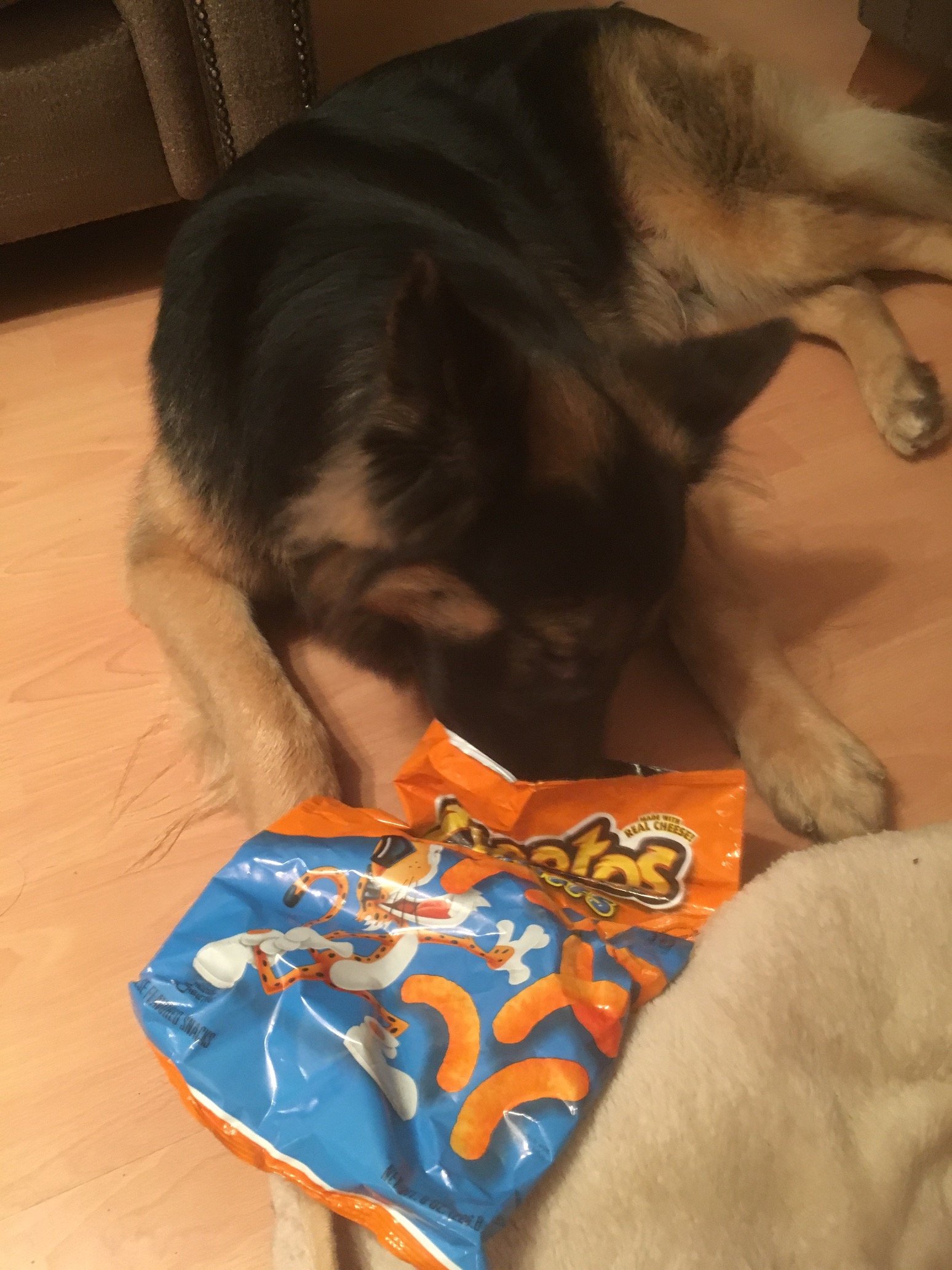 Pepecoinelon's profile picture. VEGAS