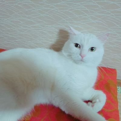 HKT48   渡部愛加里ちゃん推し⭐︎