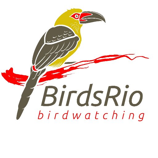 I am a birdwatcher in southeastern Brazil.
- Itatiaia National Park
- Serra da Bocaina National Park
- Ubatuba SP
- Trilha dos Tucanos
- Amazonas
- Pantanal