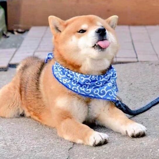 horhsu's profile picture. 