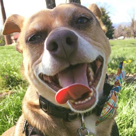 Pet sitting, dog walking and pet care serving southern NH. When your humans are out of town, we'll be around!
